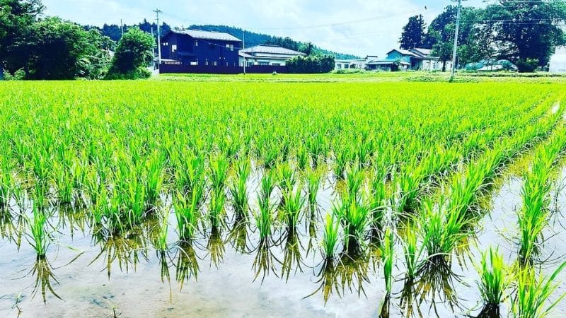岩手の風土と米へのこだわり
